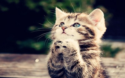 Cat Purrs Harness Holistic Healing Powers